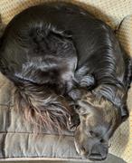 The Life of Riley Corduroy Roll Up Dog Mat Review