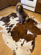 eCowhides Tricolor Brazilian Cowhide Rug: XXL Review