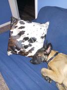 eCowhides Tricolor Cowhide Pillow Review