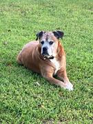 Keola Life, LLC CBD Oil for Dogs 500mg - Bacon Flavored Review
