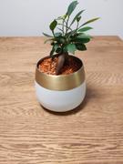 by KANADEMONO 「暮らし」×「植物」 Plant Pot　ホワイト　3号・4号 Review