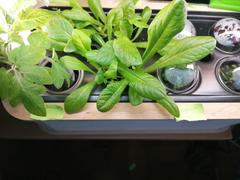 BerlinGreen PlantPlugs | Salat-Quartett 8er-Pack Review