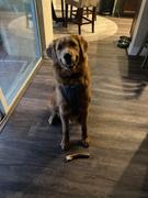 Maui Nui Venison Axis Deer Antler Dog Chews Review
