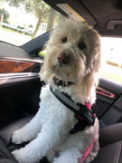 Paw Roll PawRoll™ Safety Dog Seat Belt Review