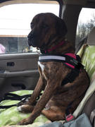 Paw Roll PawRoll™ Safety Dog Seat Belt Review