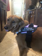 Paw Roll Personalized PawRoll™ No Pull Dog Harness (2023) Review