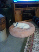 Paw Roll PawRoll™ Donut Cuddler Bed Review