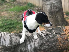 Paw Roll New All Purpose™  Heavy Duty Dog Lift Harness (2023) Review
