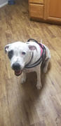 Paw Roll New Personalized PawRoll™ No Pull Dog Harness (2023) Review