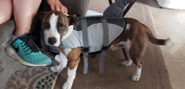 Paw Roll Fur-Swimming Dog Life Vest Review
