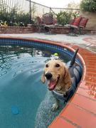 Paw Roll Fur-Swimming Dog Life Vest Review