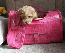 Paw Roll Croc Skin Luxury Designer Dog Purse Review