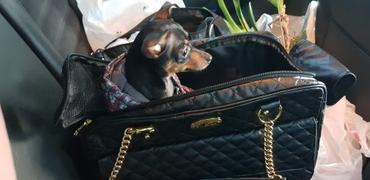 Paw Roll Paris Luxury Dog Carrier Review
