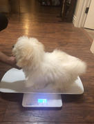 Paw Roll PawRoll™ Digital Pet Scale Review