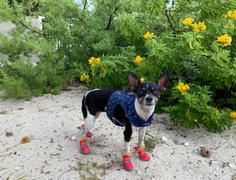 Paw Roll PawRoll™ Fashion WaterProof Boots (4 Boots) Review