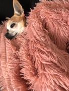 Paw Roll PawRoll Fluffy Fur Pet Blanket Mat Review