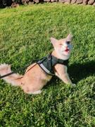 Paw Roll PawRoll Pet Harness With Least Set Review