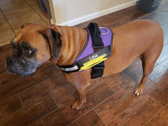 Paw Roll Personalized PawRoll™ Harness (2022) Review