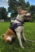 Paw Roll Personalized PawRoll™ Harness (2022) Review