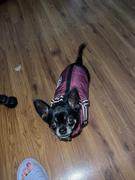 Paw Roll PawRoll Dog Winter Jacket Review