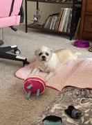 Paw Roll PawRoll™ Summer Cooling Mat Review