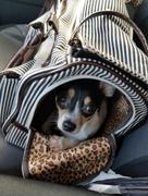 Paw Roll Parisian Luxury Travel Dog Carrier Review