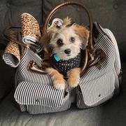 Paw Roll Parisian Luxury Travel Dog Carrier Review