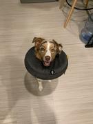 Paw Roll PawRoll™ Dog Recovery Cone Collar Review