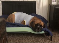 Paw Roll All-Purpose Dog Recovery Suit Review