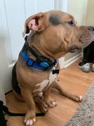 Paw Roll iDOO™ Dog Training Collar Review