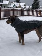 Paw Roll PawSlow™ Winter Dog Jacket Review