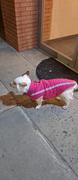 Paw Roll PawRoll™ Reflective Warm Jacket For Winter Review