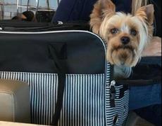 Paw Roll PawAmi™ Travel Luxuary Carrier (Airline Approved) Review