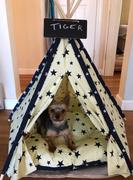 Paw Roll ZaPaw Dog Teepee With Cushion Review