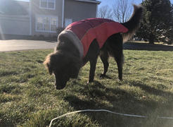 Paw Roll PawRoll™ Winter Calming Dog Jacket Review