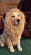Paw Roll Lion King Halloween Dog Costume Review