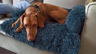 Paw Roll PawRoll™ Calming Sofa Dog Bed Review