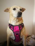 Paw Roll PawRoll™ No Pull Dog Harness With Strong Handle (2023) Review
