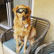 Paw Roll PawRoll™ Protective Dog Goggles Review