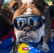 Paw Roll PawRoll™ Protective Dog Goggles Review