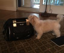 Paw Roll PawRoll™ Travel Fashion Pet Carrier (Airline Approved) Review