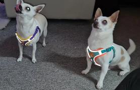 Paw Roll PawRoll™ Cute Puppy No Pull Harness (2021) Review
