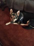 Paw Roll Personalized PawRoll™ No Pull Dog Harness (New Version) Review