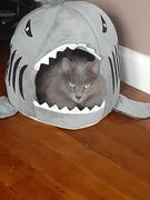 Paw Roll PawRoll™ Shark Pet Bed Review