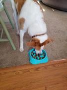 Paw Roll PawRoll Slow Feeder Dog Bowl Review