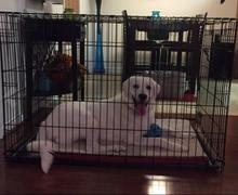 Paw Roll PawRoll Double Door Dog Crates Review