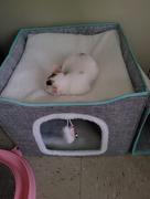 Paw Roll PawRoll Enclosed Cat Cave House Review