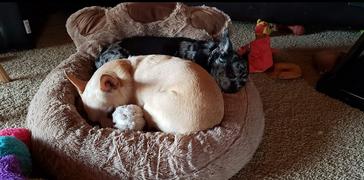 Paw Roll PawRoll™ Paw-Shape Claming Dog Bed (2022) Review