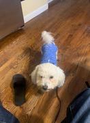 Paw Roll PawRoll Dog Winter Sweater Fleece Coat Review