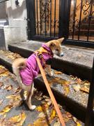 Paw Roll PawRoll Dog Winter Sweater Fleece Coat Review